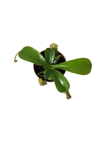 Nepenthes Alata (Su İbriği Bitkisi) Ø8,5 CM Y10-15 CM