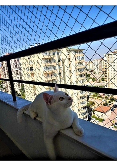 2 X 2 Metre Kedi Koruma Filesi Balkon Filesi 2 Mm Kedi Güvenlik Filesi Bebek Güvenlk Filesi -