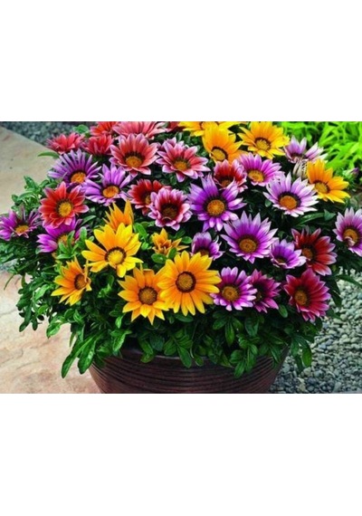 10 Adet Gazania Mix Flower Tohumu