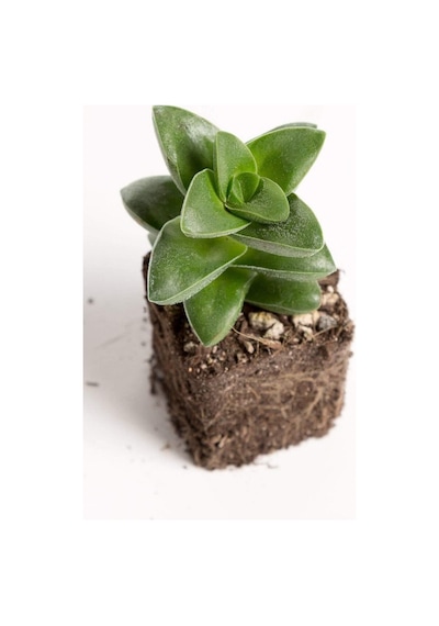 Mum Hoya Çiçeği Iç Mekan Ve Balkonda Bakılır Minik 5.5cm /şuan Çiçeksizdir