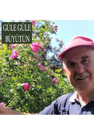 Gül Fidesi Isparta Gülü Fidesi