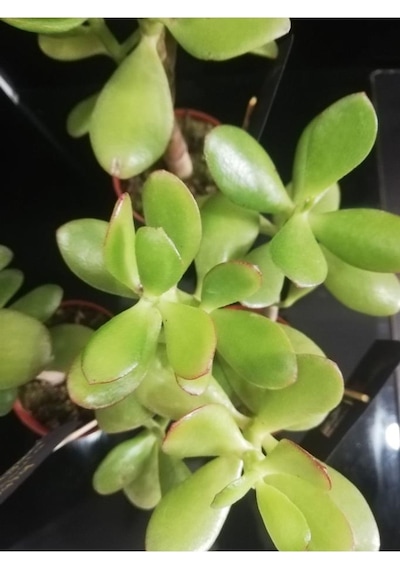 Para Ağacı Çiçeği Crassula Ovata Fidanı 10-20 Cm