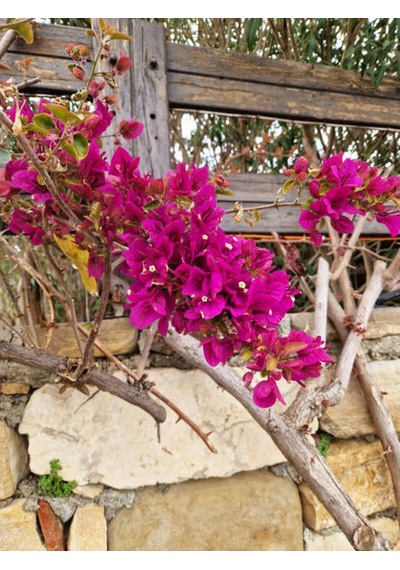 Fuşya Begonvil Çiçeği Fidesi 60-110 Saksılı Çiçekli Bodur Bitkiler Bougainvillea Seedling