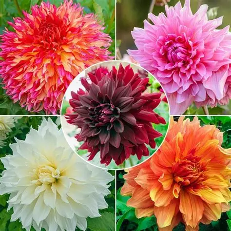 53 Adet Bodur Yıldız Dahlia Çiçeği Yumrusu Karışık12 Renk .yumru Boyu 9 Cm . Yeni Mahsul.çiçekli Boyu 45 Cm.