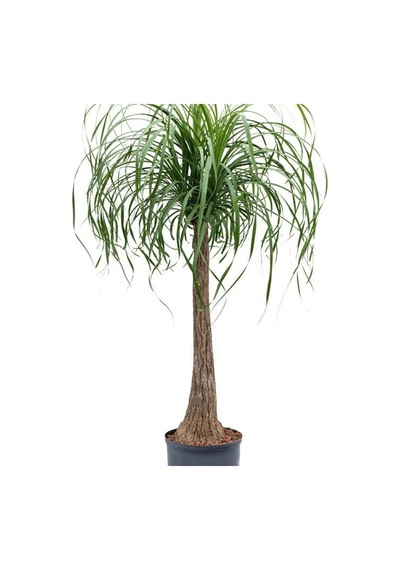 Nolina – Fil Ayağı 40-60 cm
