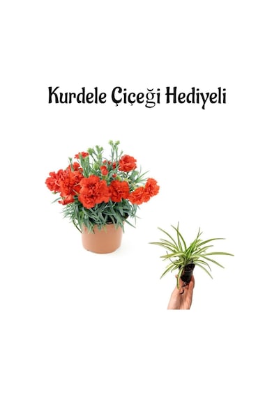Kadınlar Günü Hediyesi Kırmızı Karanfil Çiçeği Kurdele Çiçeği Hediyeli