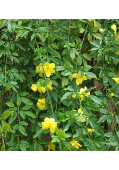 Videolu Sarı Çiçekli Kokulu Yasemin 50-100 Cm Dış Mekan Bitkileri Jasminum Fruticans