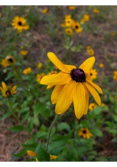 Europs Papatyası Sarı Papatya 5,5 10 Cm 1 Adet Tüplü/saksılı Papatya Yellow Daisy