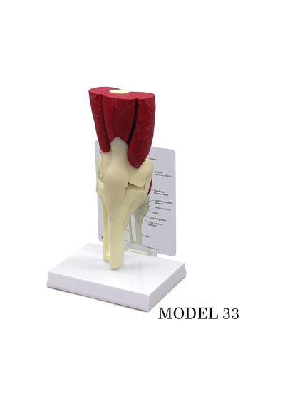 Diz Eklemi Maketi Kas. Tendon Eklem Modeli Model 33
