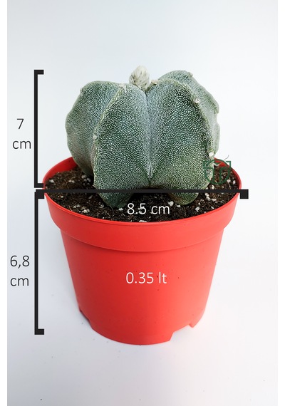 Yıldız Kaktüs Astrophytum Myriostigma 5 Dilim Beyaz Özel Tür