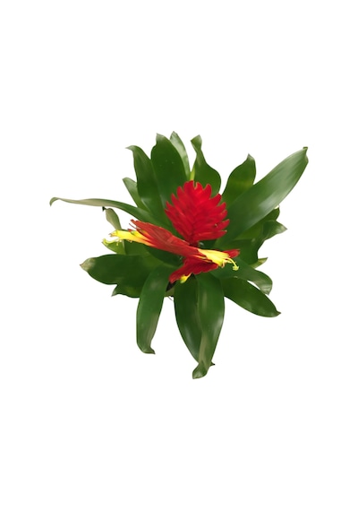 Vriesea Intenso 'Red' (Alev Kılıcı Çiçeği) Ø12 CM Y30-35 CM