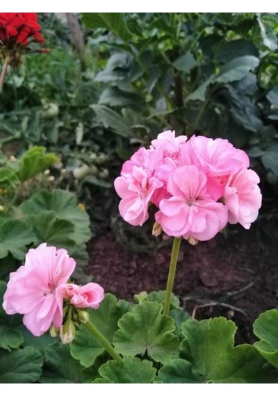Videolu Açık Pembe Sardunya Çiçeği 1 Adet Saksılı 20-40 Cm Balkon Bitkisi Pelargonium Peltatum