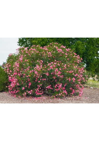 Zakkum Nerium Oleander 60-80 Cm 20 Adet