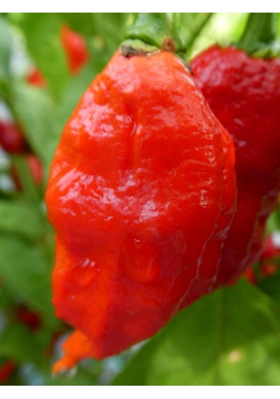 7 Pot Barrackpore Pepper 1 / 1 Milyon Scoville - Gerçek Taze Acı Biber