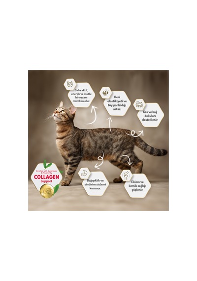 Kitten Mother & Kitten Kuzu Etli Yavru Kedi Maması 2 Kg