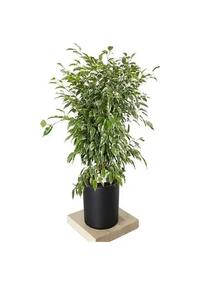Videolu Dikkat Çeken Alacalı Benjamin Çiçeği Fidanı 50-70 Cm Saksılı Çiçekli Bodur Ficus Benjamina