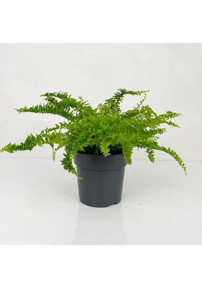 Love Stairs Seedling Aşk Merdiveni Fidanı Fujer Nephrolepis 10-20 Cm