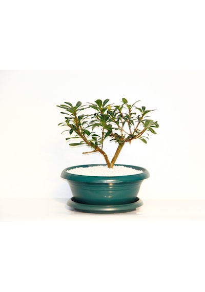 Bonsai Pitosporum Yıldız Çalısı - 7 Yaşında Yeşil Saksı