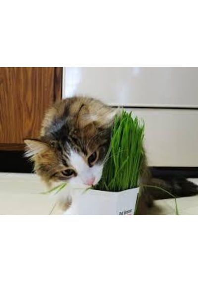 50 Adet Tohum Kedi Çimi Tohumu Çim Tohumu Kedi Çimi Saksı Toprak Sürpriz Hediye Tohumla Gönderilir
