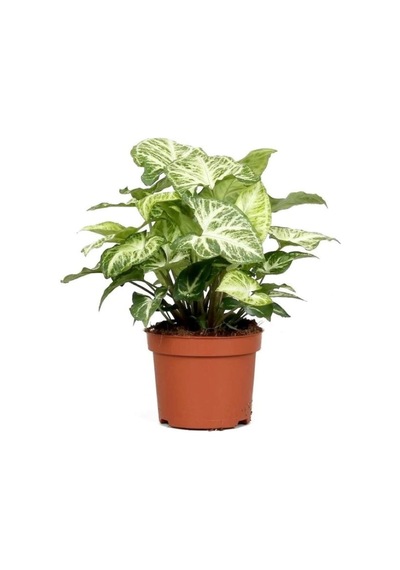 Syngonium Podophyllum Melek Kanadı