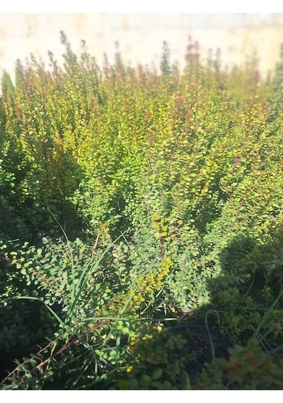 Şimşir Fidanı 1 Adet Saksılı 30-40cm Bahçe Dekorasyon Çit Bitkisi Buxus
