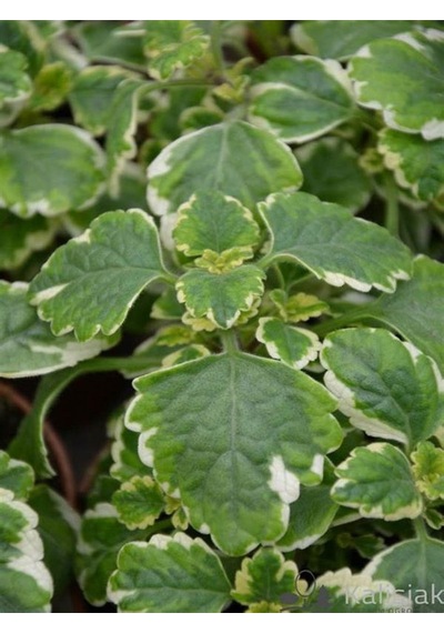 Kokulu Yeşil Beyaz Renk Benjamin Çiçeği 1 Adet 10-20cm Plectranthus Forsteri