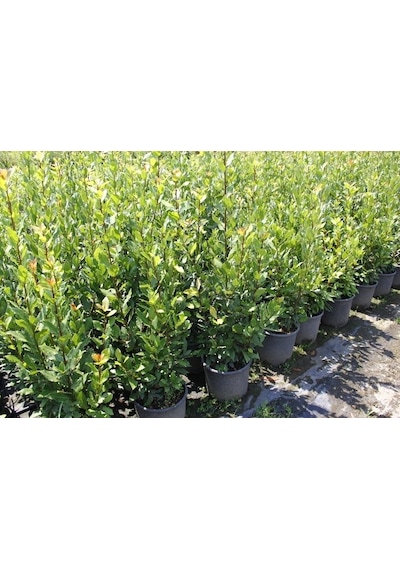 Defne - Laurus Nobilis L. 20 Adet