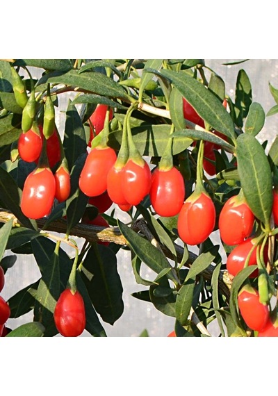 Tüplü Princess Tao Etli Goji Berry Kurt Üzümü Fidanı Sınırlı Say
