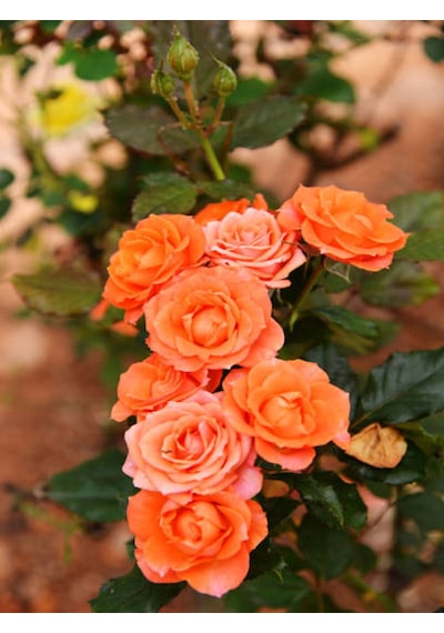 Videolu Yediveren Kokulu 1 Adet Somon Gül Fidanı 10-15 Cm Saksılı Salmon Rose