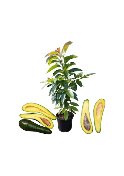 Dev Uzun Avokado Fidanı Long Neck - 2 Yaş Aşılı Sertifikalı - Gurme Çeşit Saksıya Uygun 50-70 Cm