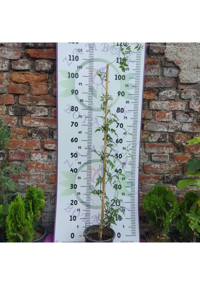 Jasminum Polyanthum - Hoş Kokulu Ve Gösterişli Çiçekli Bitki Şam Yasemini Değil