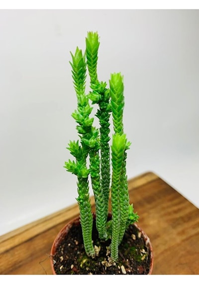 Crassula Muscosa Variegata Prenses Çamı Beyaz Pembe Tür
