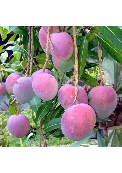 Aşılı Tommy Atkins Mango Fidanı - 2 Yaş - Tüplü 60-70 Cm - Kıpkırmızı Meyveli Dayanıklı Çeşit Hemen Dikime Hazır