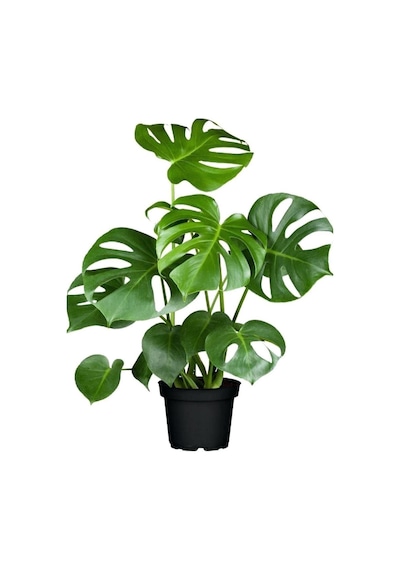 Monstera Deliciosa Deve Tabanı Bitkisi 40-50 Cm Iç Mekan Bitkisi Ofis Bitkisi