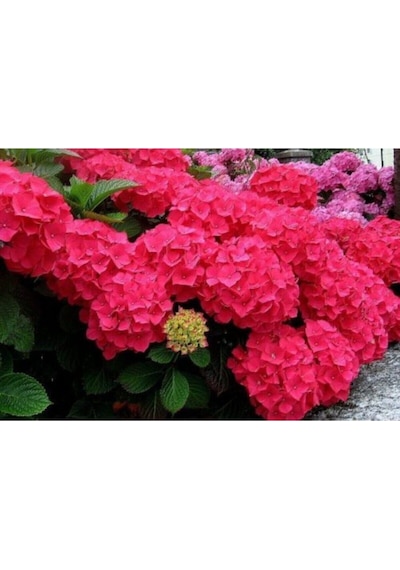 Kırmızı Çiçekli Ortanca Fidanı 30-60 Cm Tüplü Çiçekli Bodur Bitkiler Red Hydrangea