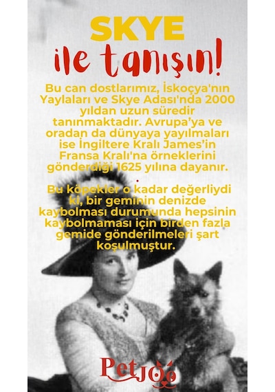 Petjoo 6.Skye Kırmızı-Sarı Qr'lı Köpek Künyesi