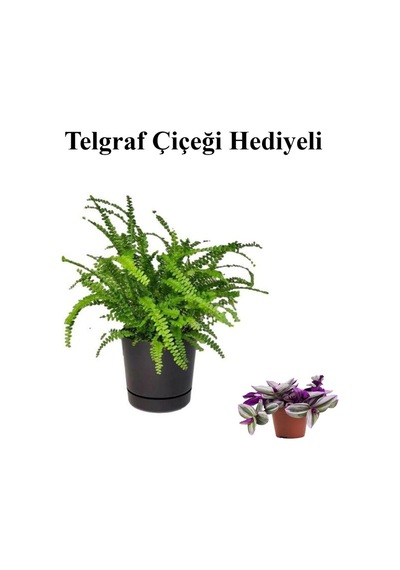 Hediyelik Aşk Merdiveni Çiçeği Sevgililer Gününe Özel Telgraf Hediyeli