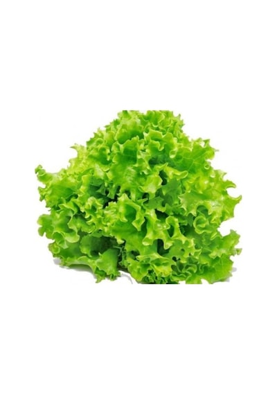 Kıvırcık Samsa Marul Tohumu 100 Tohum + Spriz Tohum