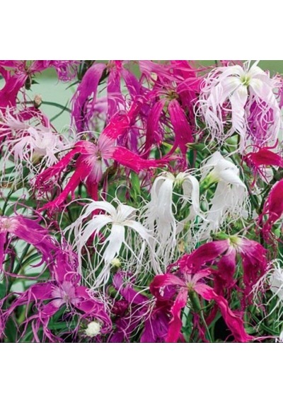 Dianthus Superbus White Bol Kokulu Karanfil Çiçeği Tohumu 100 Adet
