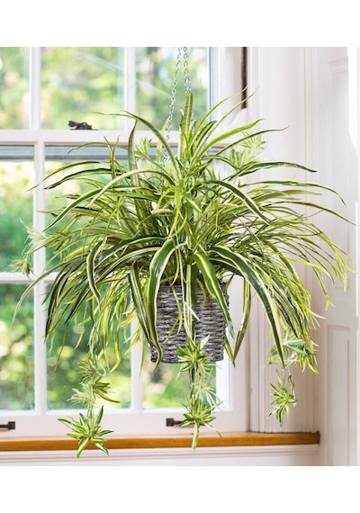Kurdele Çiçeği- Chlorophytum