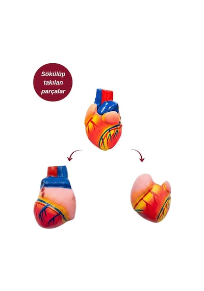 Temel Büyük İnsan Vücudu Modeli 45 Cm 69120567