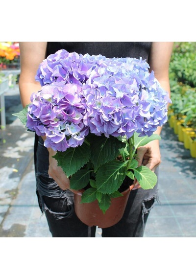 Videolu Ithal Mavi Tivoli Ortanca Çiçeği Fidanı 25-50 Cm Saksılı Çiçekli Bodur Blue Hydreangea