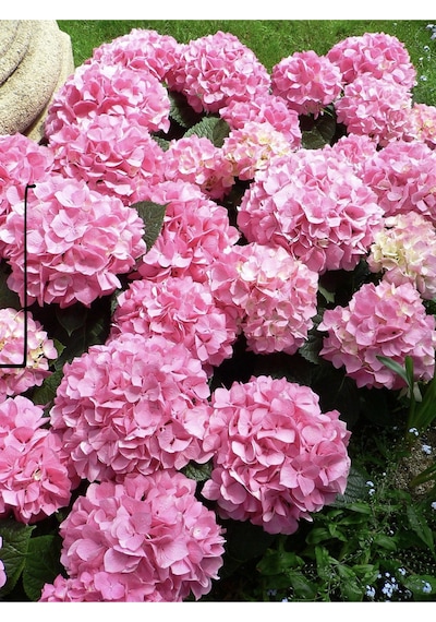 Ortanca Çiçeği Pembe Renk, Saksılı 30-40 Cm Çok Dalli