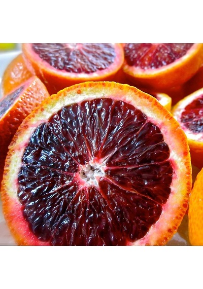 Aşılı Kan Portakalı Fidanı Torbada  3 Yaş