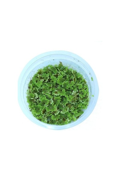 Yetişkin Kediler İçin, Tahılsız, Hipoalerjenik, Sığır Etli Ezme, 400 G 100 G