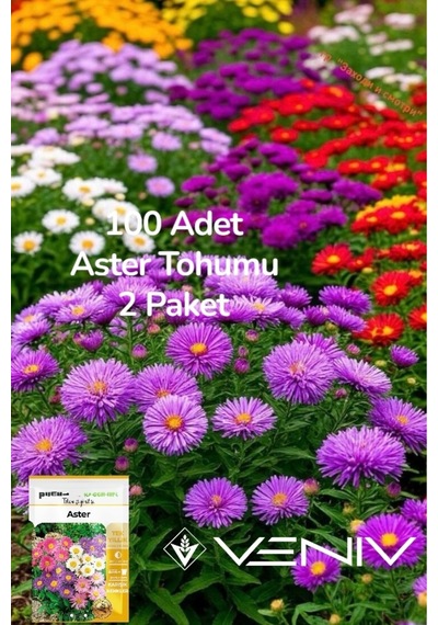 100 Adet Aster Çiçeği Tohumu 2 Paket