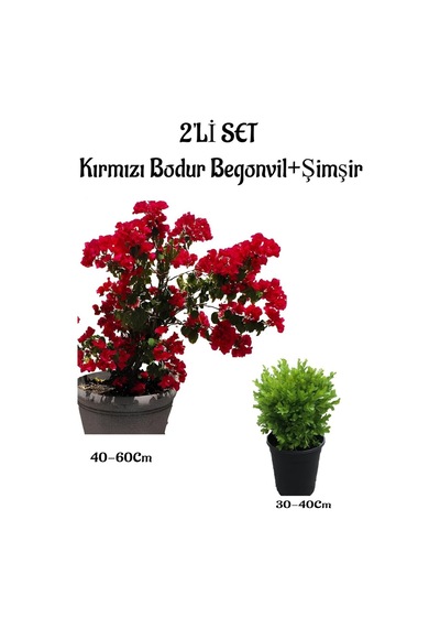 Kırmızı Renk Bodur Begonvil Fidanı 40-60 +çalı Şimşiri 2'li Set Saksılı Bahçe Bitkisi