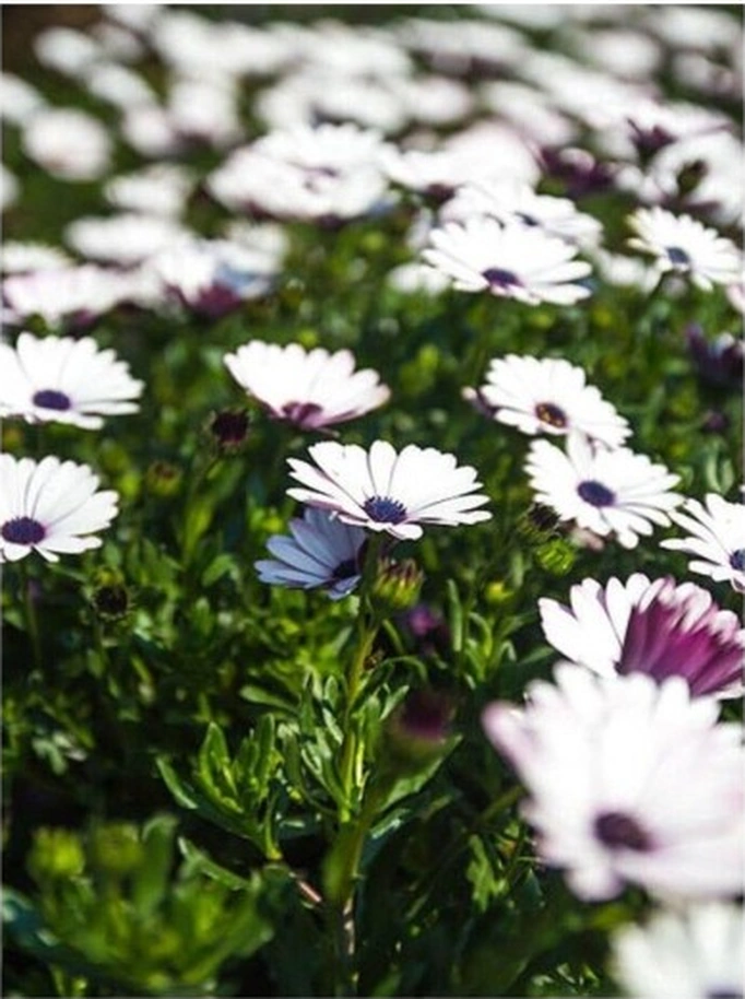 Beyaz Renk Kasımpatı Çiçeği Fidanı 10-20 Cm White Chrysanthemum