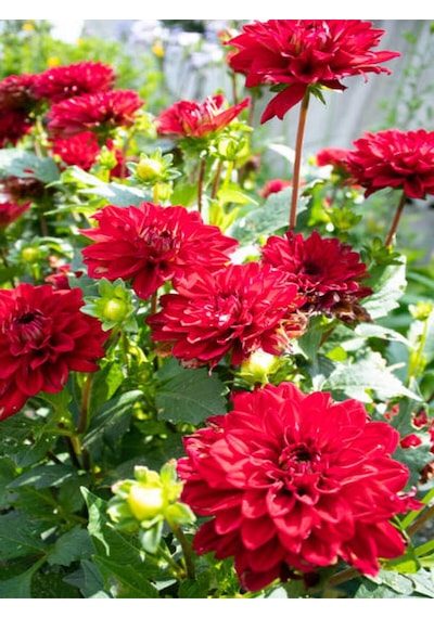 Videolu Kırmızı Yıldız Çiçeği Dahlia 1 Adet Saksılı 20-60 Cm Dış Mekan Bitkisi Dahlia