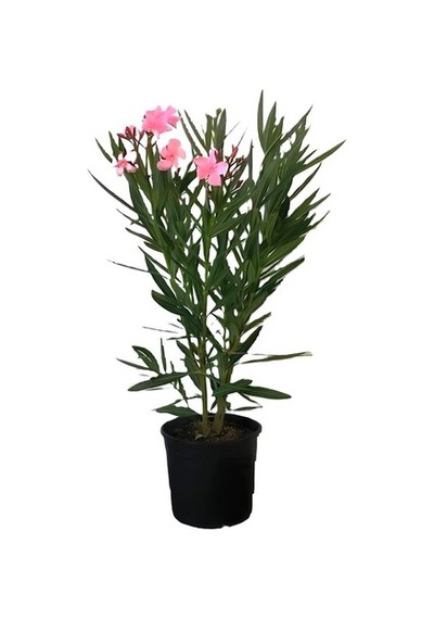 Pembe Çiçekli Zakkum Fidanı 20-40 Cm